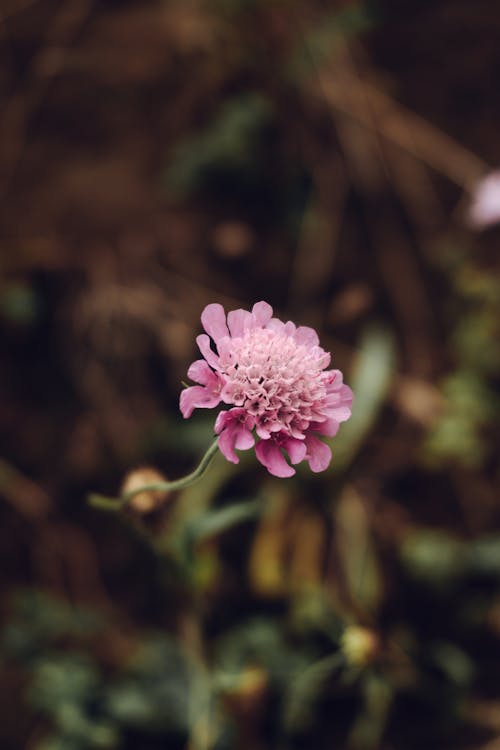 Sweet Scabious in Close-up Photography