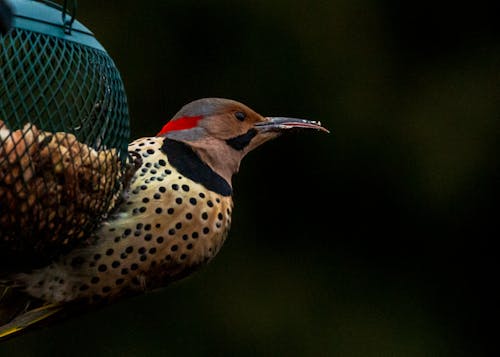 A Close-Up Shot of a Northern Flicker