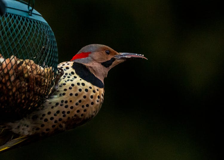 A Close-Up Shot Of A Northern Flicker