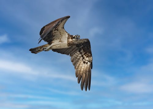 Free 

An Osprey Flying under a Blue Sky Stock Photo
