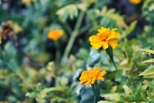 Fotos de stock gratuitas de amarillo, borroso, flor santan