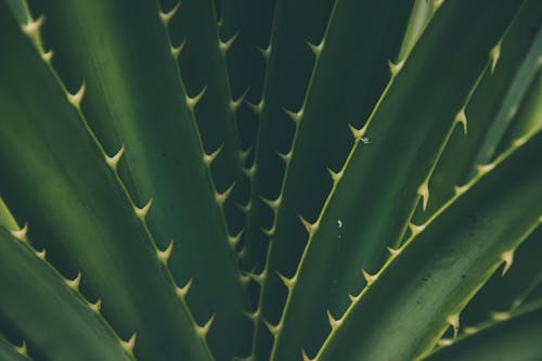 Fotobanka s bezplatnými fotkami na tému rastlina, tŕne, zelená