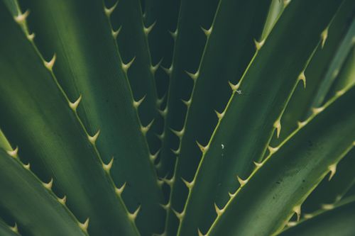 Free A detailed close-up of a green succulent plant showcasing its thorny leaves. Stock Photo
