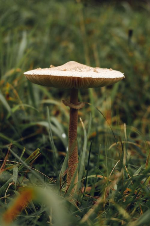 Free Vertical shot of a mushroom in lush greenery, capturing nature's beauty in Trabzon, Türkiye. Stock Photo