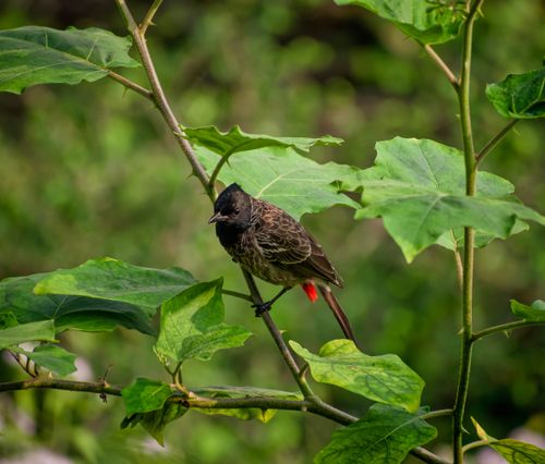 Free Red vented bulbul perched among vibrant green leaves in Amalapuram, India. Stock Photo