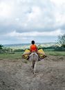 Working Donkey Carrying person and Containers