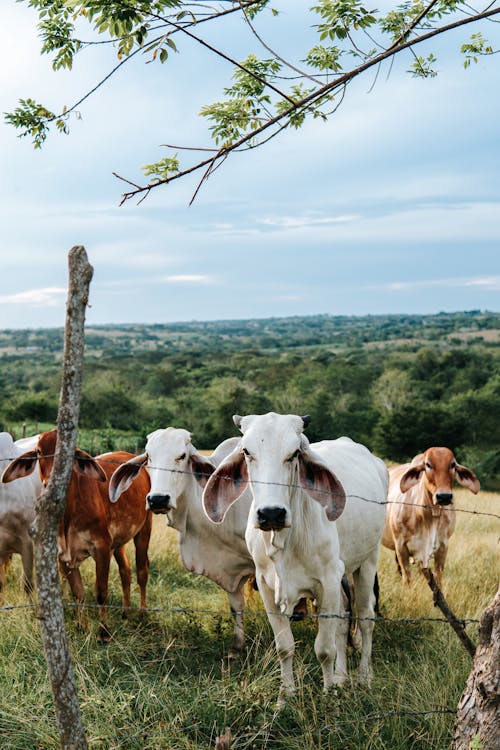 Foto de stock gratuita sobre animales domésticos, cerca, curiosidad, escena  rural, fondo de pantalla para el móvil, ganado, pastura, tiro vertical, vaca