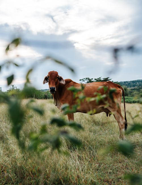 Brown Cow Standing on Green Grass Field
