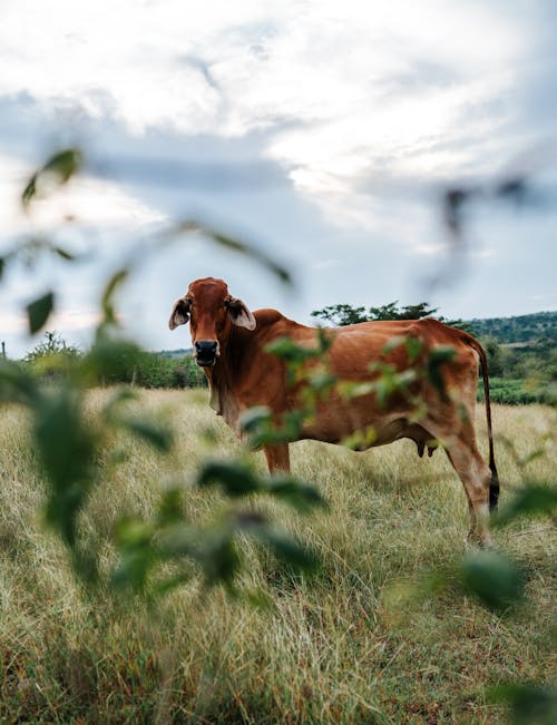 Photos gratuites de agricole, champ d'herbe, l'élevage