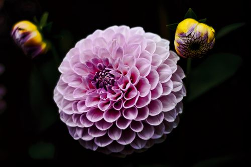 Free Captivating close-up of a pink dahlia flower in full bloom, showcasing intricate petal patterns. Stock Photo