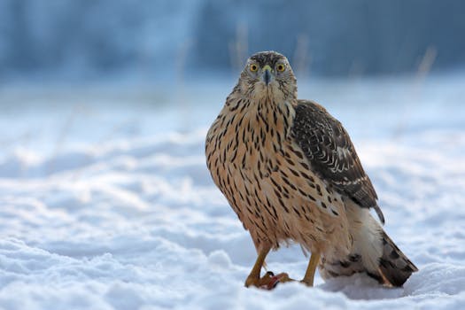 Brown and White Owl on Snow Covered Ground