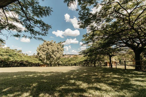 Foto profissional grátis de árvores, campo, campo de grama