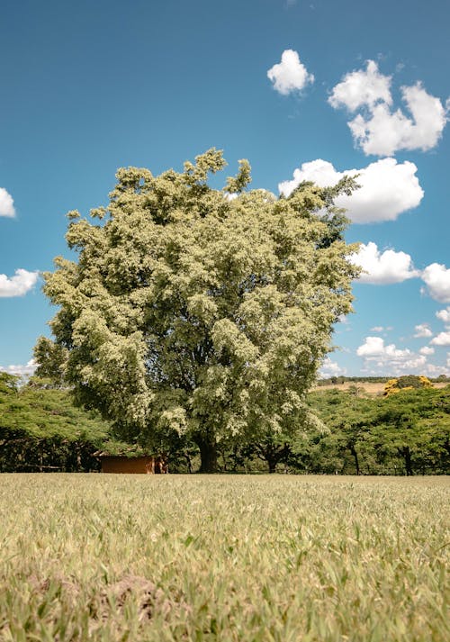 Imagine de stoc gratuită din arbore, fotografiere verticală, la țară
