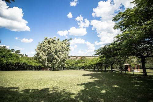 그림자, 나무, 시골의 무료 스톡 사진
