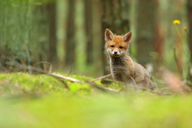 A Close-Up Shot Of A Baby Fox