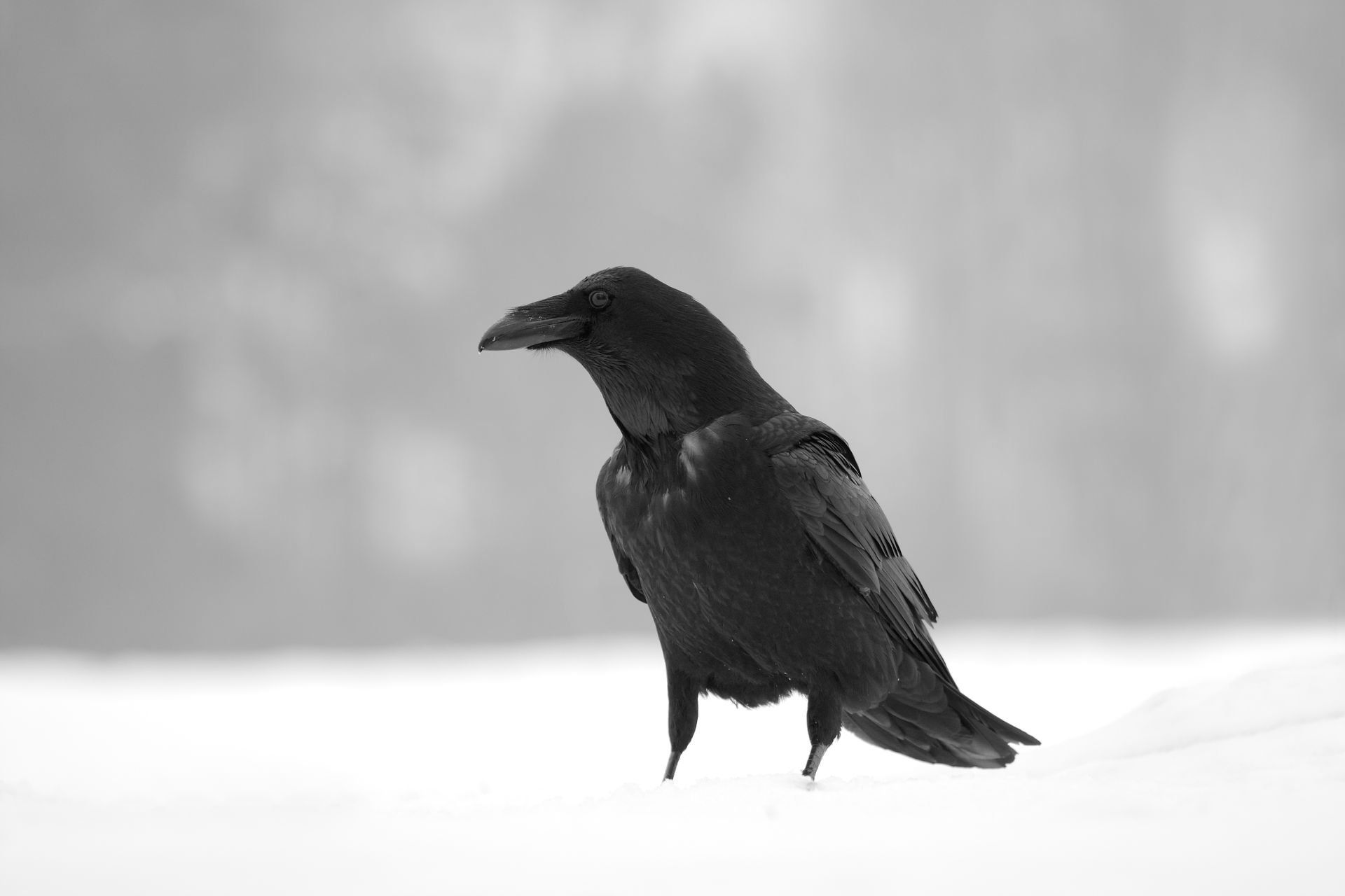 Close-up of a black raven standing on snow with a blurred background.