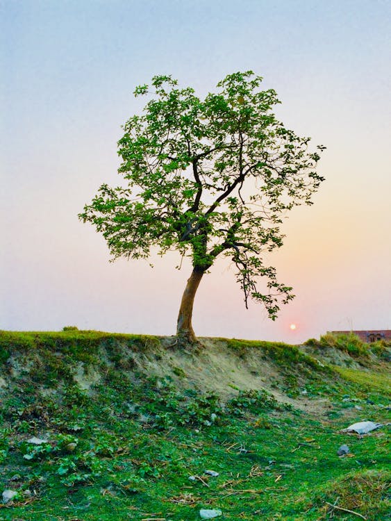 Free Photography of Tree Stock Photo