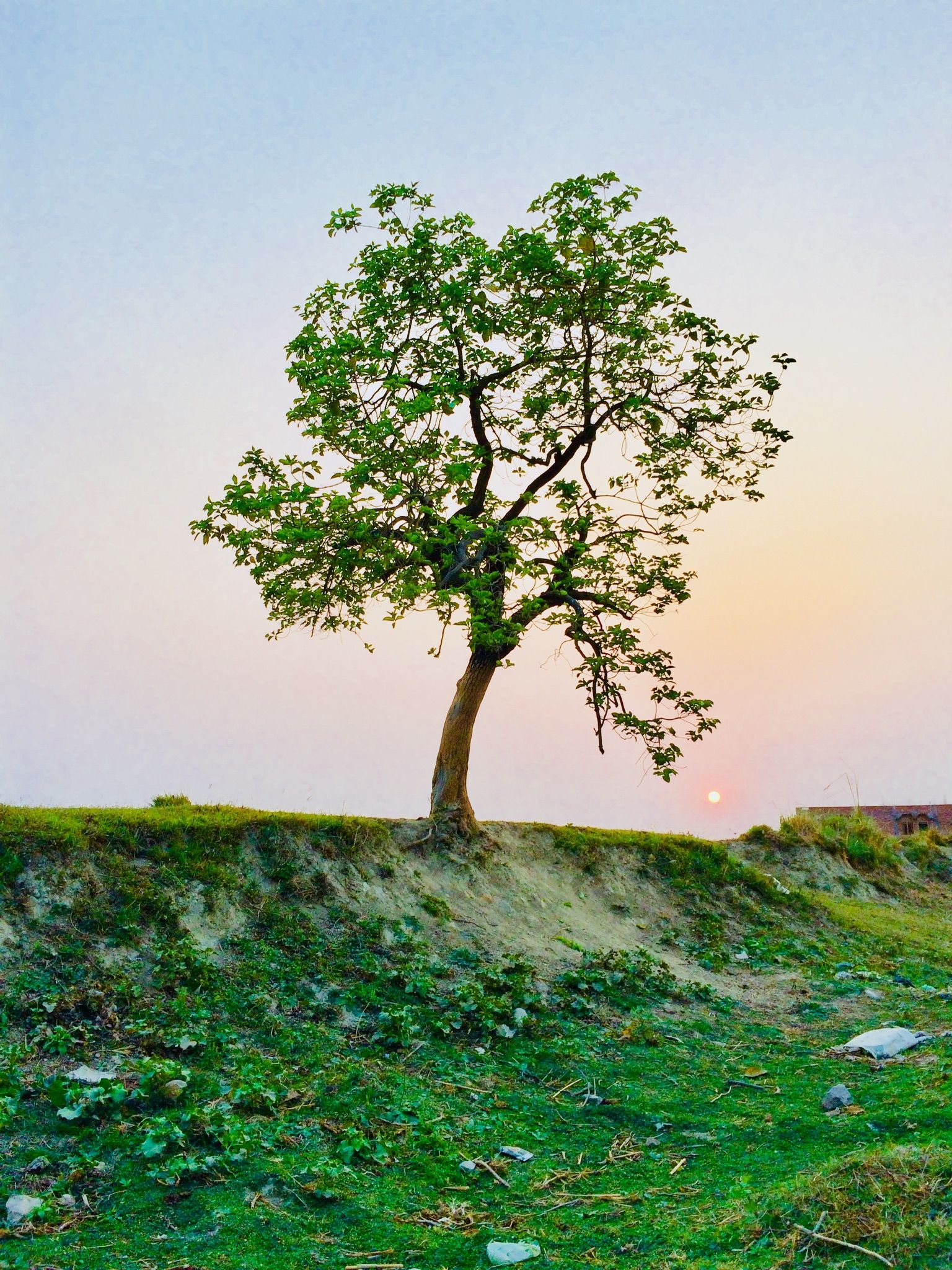 Lone tree on a quiet hillside at sunset