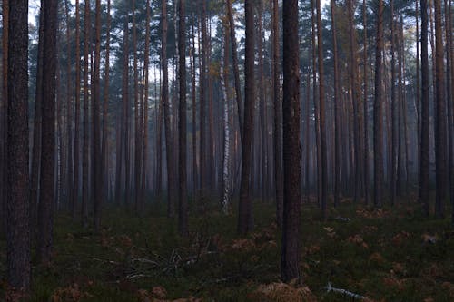 Ilmainen kuvapankkikuva tunnisteilla ainutlaatuinen, havupuinen, koivu