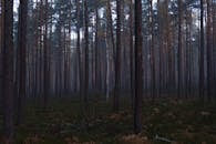 Lone Birch in Coniferous Forest