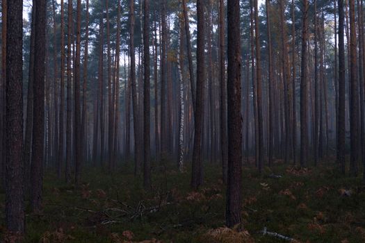 Serene misty forest scene with a lone birch tree standing out among conifers.