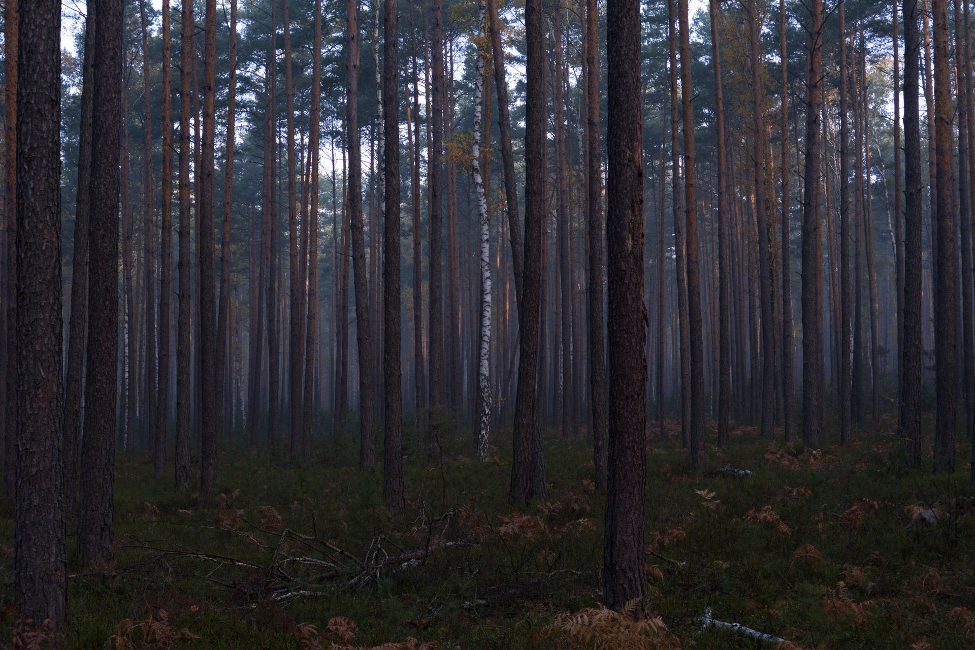 Lone Birch in Coniferous Forest