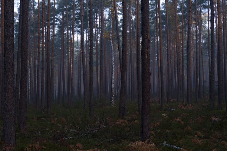 Lone Birch In Coniferous Forest 