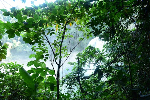 Photos gratuites de cascades, pluie de forêt tropicale, tinuy-an chutes