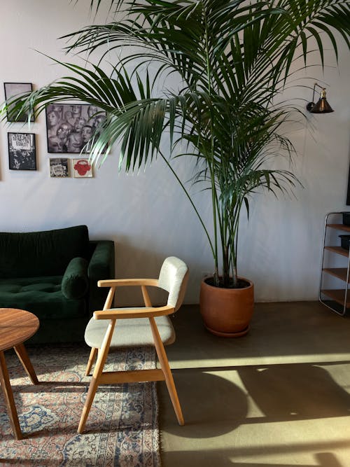 Indoor  Plant Near Green Couch and Wooden Chair