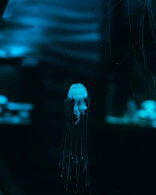 Free White Jellyfish Underwater in Close Up Photography Stock Photo