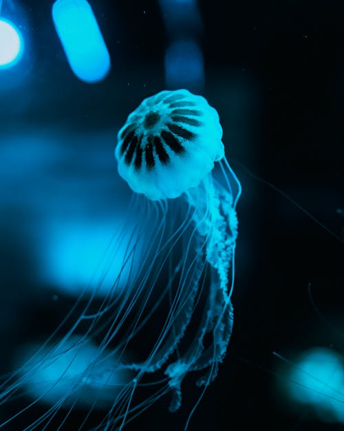 Jellyfish Swimming Underwater