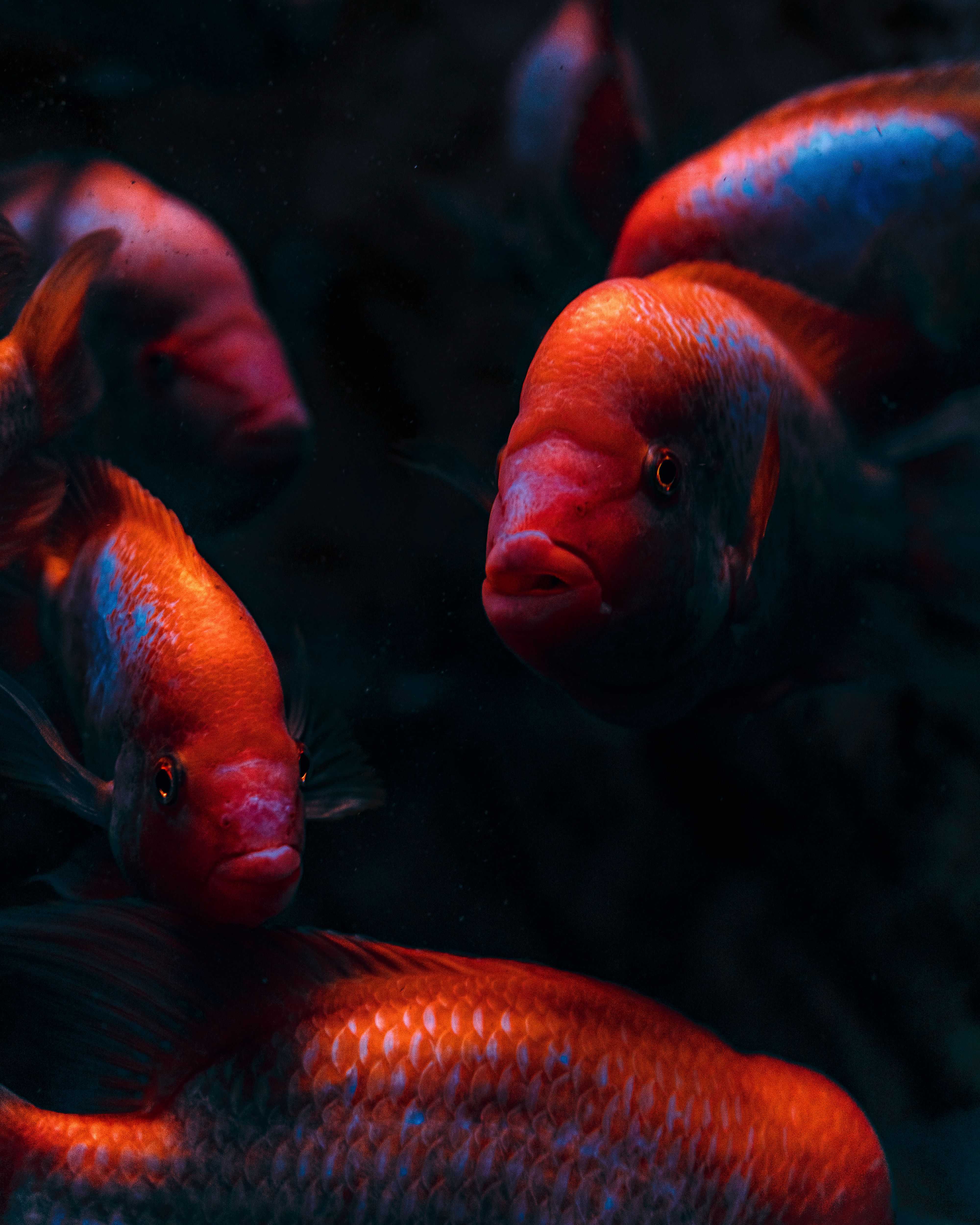 Close-up of vibrant red fish swimming in a dark aquarium setting, showcasing aquatic elegance.