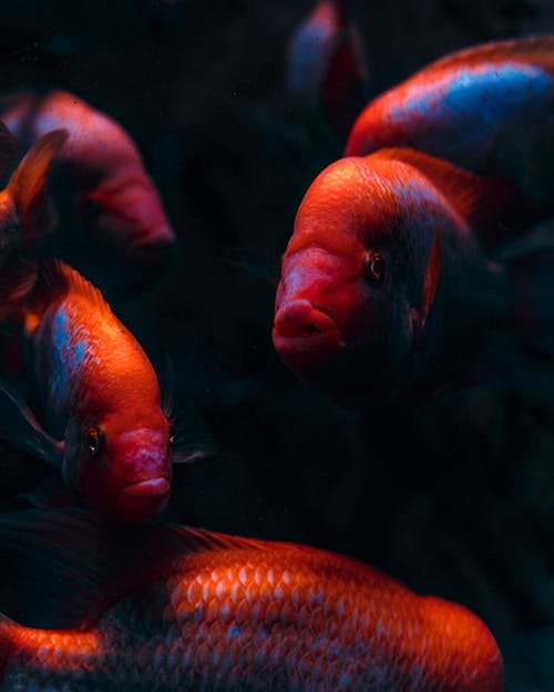 Gratis lagerfoto af akvarium, guldfisk, karpe