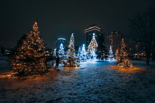 Lighted Christmas Trees on Snow Covered Ground during Night Time