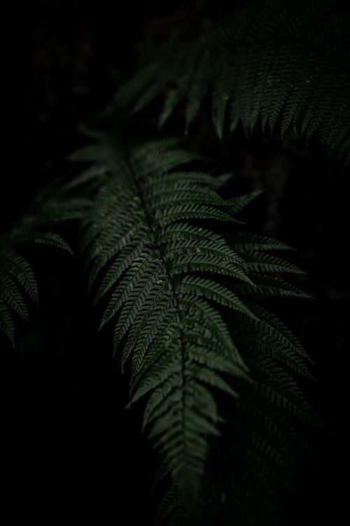 Free Captivating close-up of a fern leaf against a dark background, highlighting its intricate texture. Stock Photo