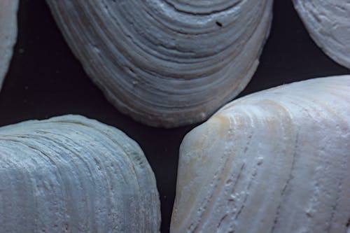 Free stock photo of clam, close up, low light