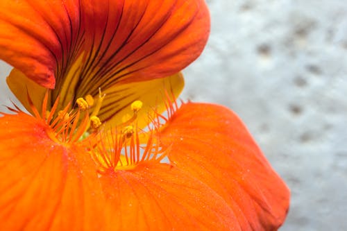 Free stock photo of close up, filament, flower