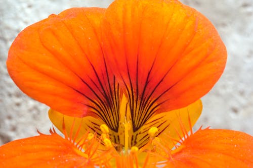 Free stock photo of close up, filament, flower