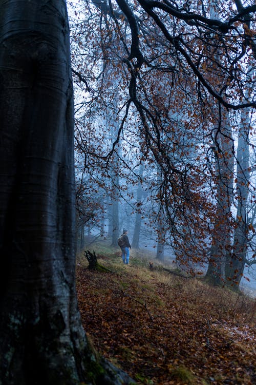 A Person Walking in the Forest