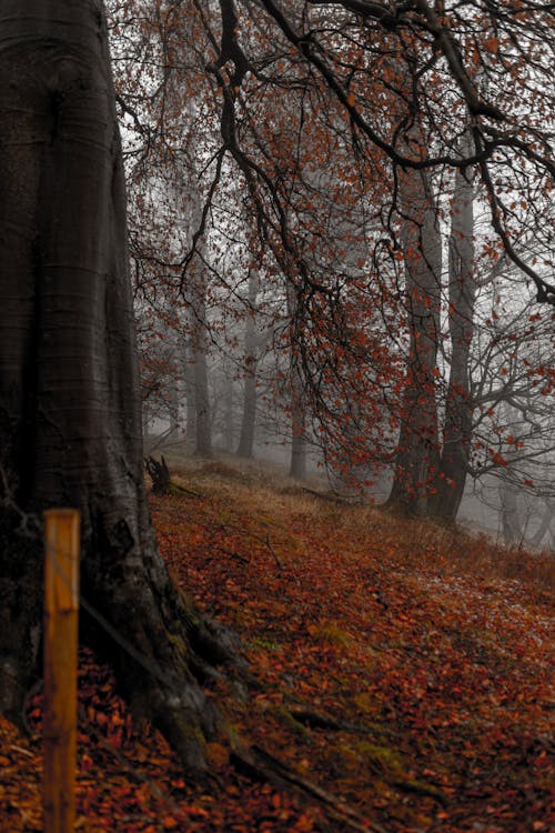 Foto profissional grátis de árvores, cenário, floresta
