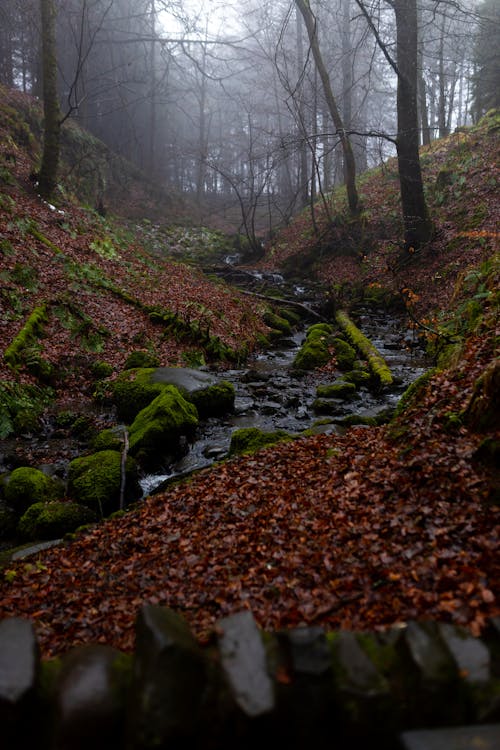 A Stream with Mossy Rocks in the Forest