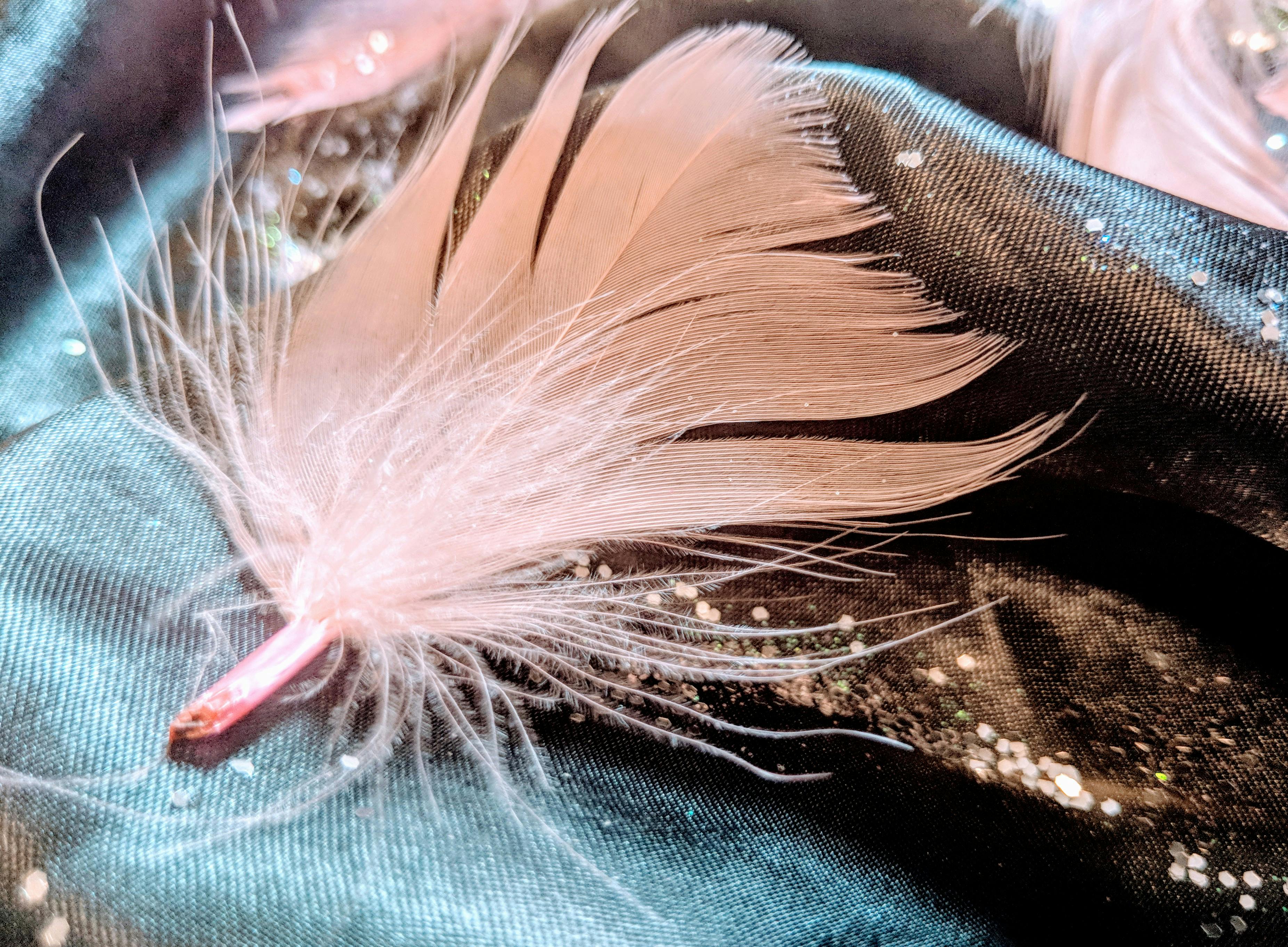 Free stock photo of close up feather, close up photo, Pink feather