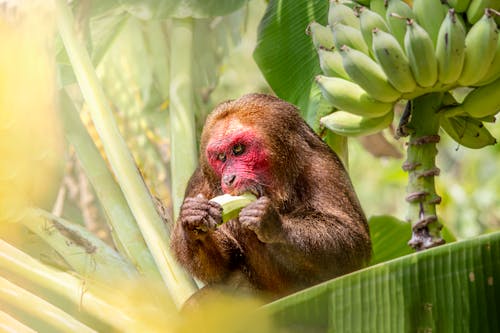 Brown Monkey Eating a Banana