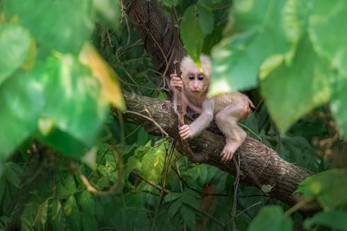 Monkey on a Tree