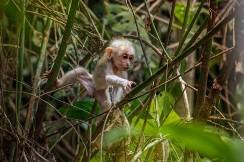 Photo of a Monkey