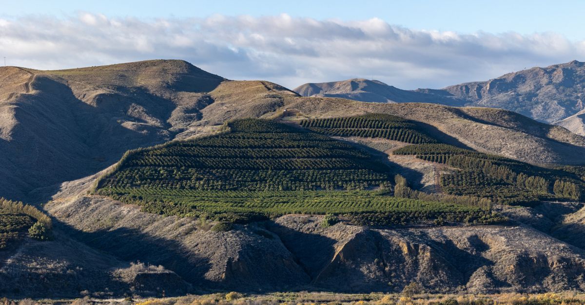 Aerial view of the lush hills and orchards in Ventura, CA under a clear sky.