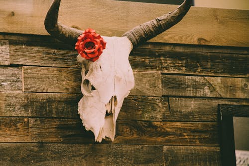 빨간 장미 장식으로 벽에 동물 두개골