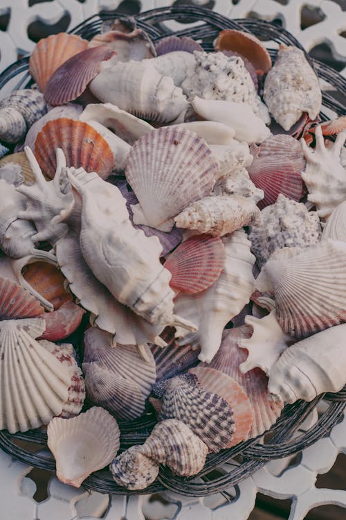Seashells and Cones in a Wicker Basket