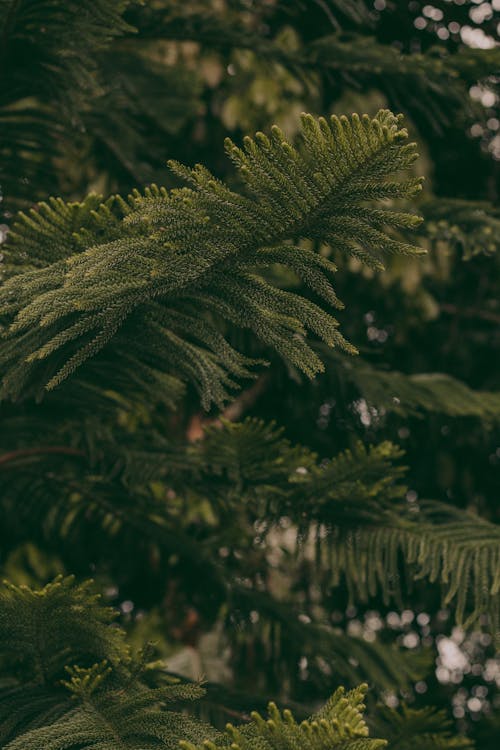 垂直ショット, 常緑樹, 緑の無料の写真素材