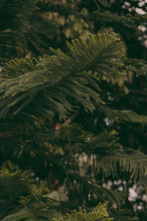 Free Detailed view of vibrant green coniferous tree needles, highlighting natural textures. Stock Photo